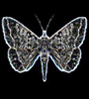 Dark Moth's Avatar