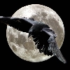 Night Raven's Avatar
