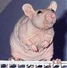 legion_rat's Avatar