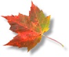 Autumn_Leaf's Avatar